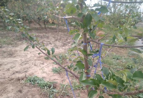苹果树新梢的管理方法