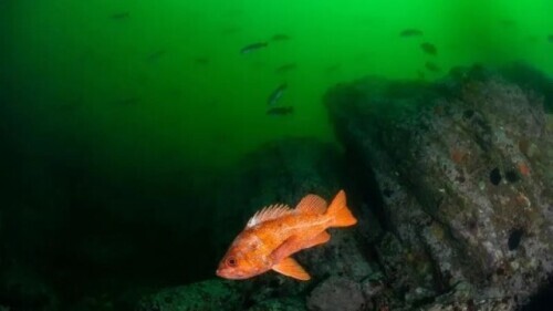 寿命最长的动物排名