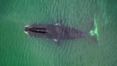 寿命最长的动物排名