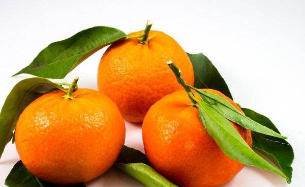 橘子和柑子的区别在哪