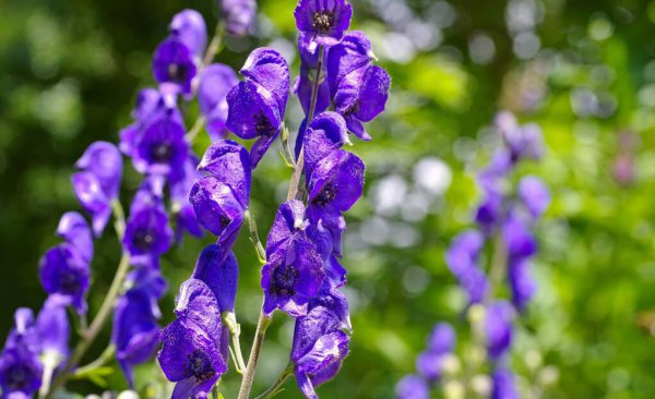 贵重中药材种植什么品种前景好