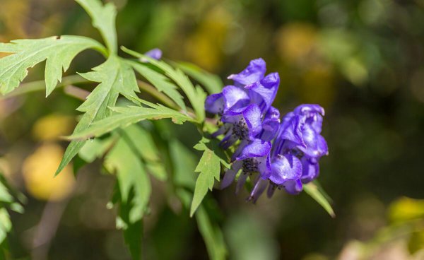 贵重中药材种植什么品种前景好