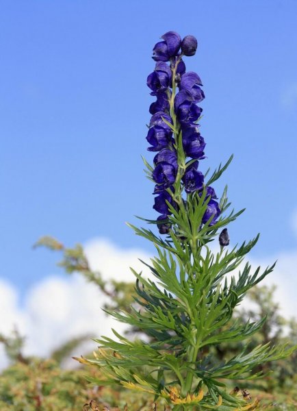 贵重中药材种植什么品种前景好