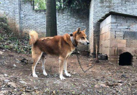 为什么土狗不能当宠物养