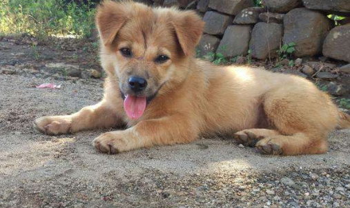 为什么土狗不能当宠物养