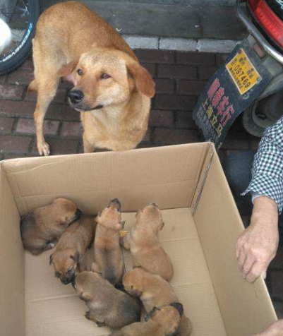 为什么土狗不能当宠物养