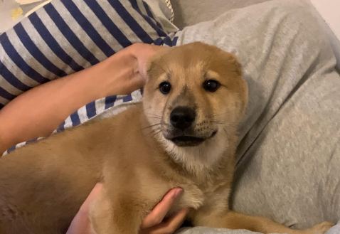 为什么土狗不能当宠物养