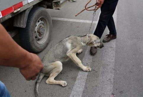 为什么土狗不能当宠物养