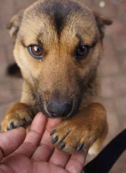 为什么土狗不能当宠物养