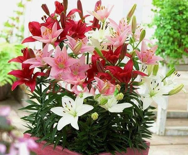 什么花最高贵最优雅又好养