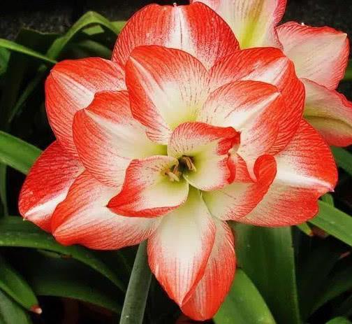 什么花最高贵最优雅又好养