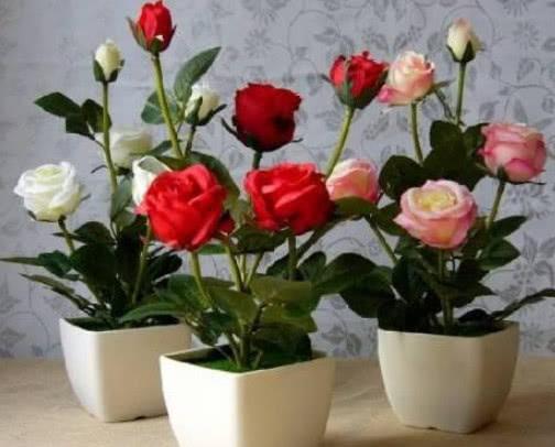 什么花最高贵最优雅又好养