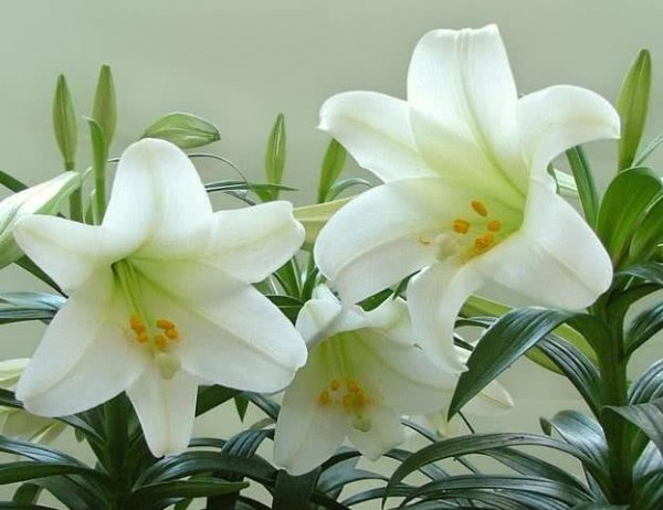 什么花最高贵最优雅又好养