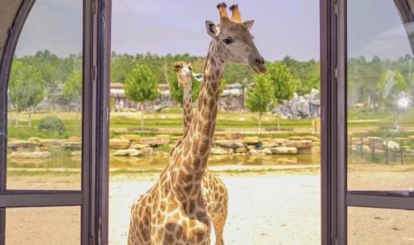 青岛周边有什么好玩的地方推荐