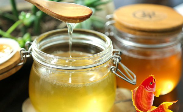 夏季钓鲤鱼用什么饵料最好