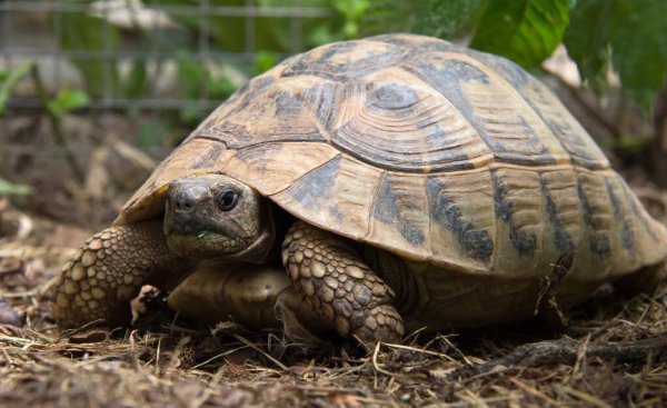 乌龟饿多久会死