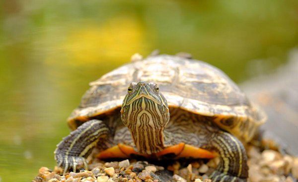 乌龟饿多久会死