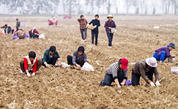 承包土地国家每亩补偿多少钱