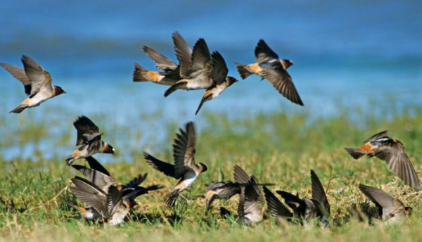 燕子窝在家里好不好