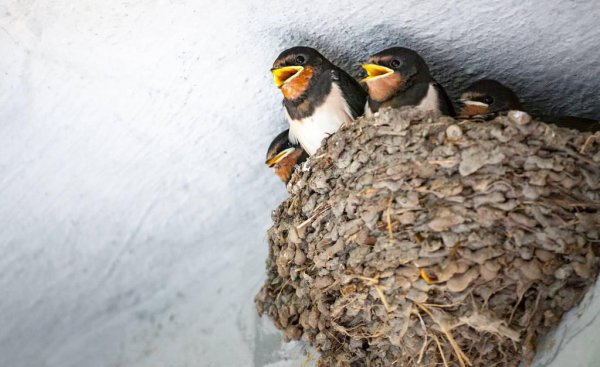 燕子窝在家里好不好