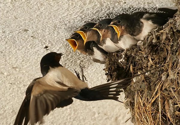 燕子窝在家里好不好