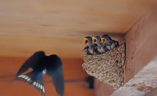 燕子窝在家里好不好