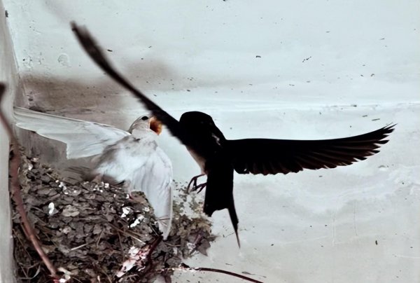 燕子窝在家里好不好