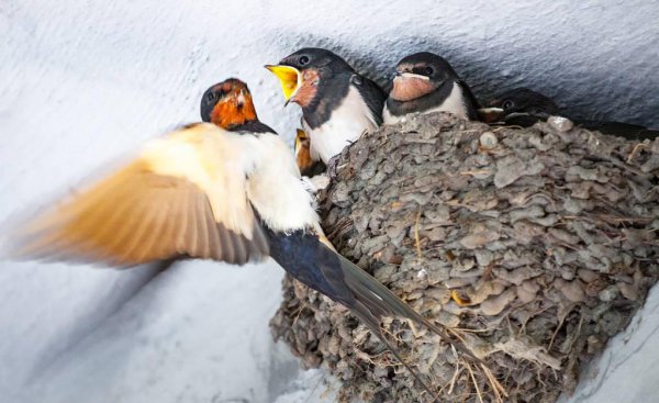 燕子窝在家里好不好