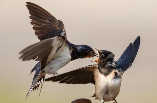 燕子窝在家里好不好