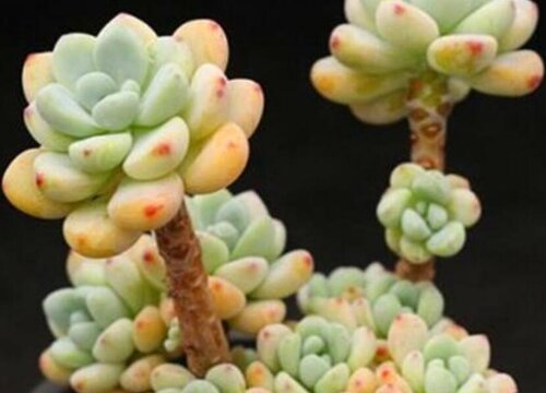 香水多肉怎么养容易出状态