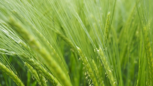 十二星座黑化后谁最可怕排名