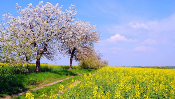 十二星座黑化后谁最可怕排名