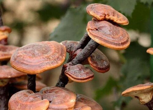 种植灵芝一亩地成本和利润