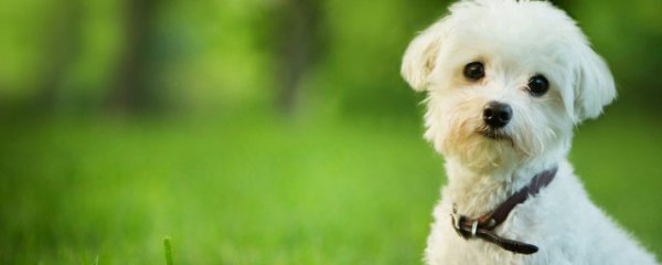 怎么判断狗公母