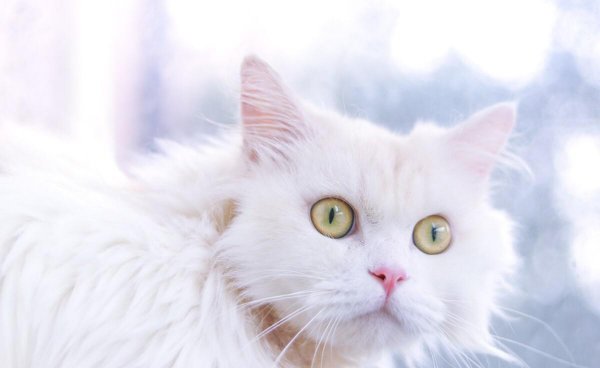 蓝眼白猫是土猫吗