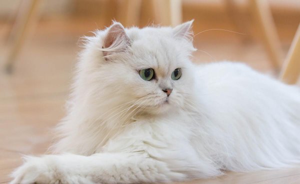 蓝眼白猫是土猫吗