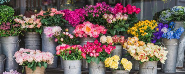 什么花束适合送高考生