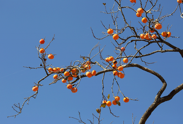 人生六苦指的是哪六苦