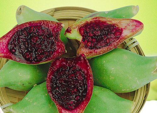 仙人掌的果实能吃吗