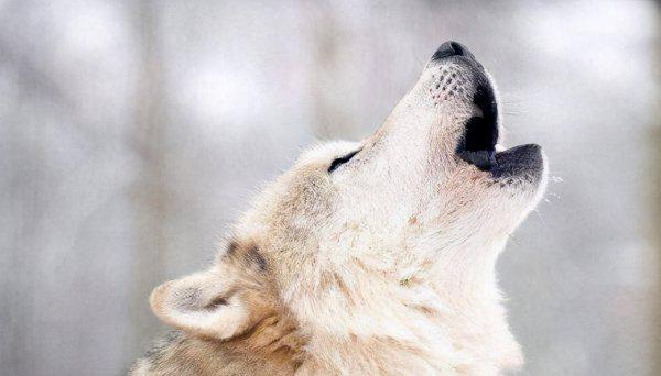 世界上体型最大的狼|品种