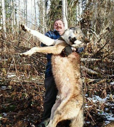 世界上体型最大的狼|品种