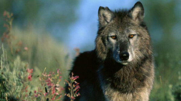 世界上体型最大的狼|品种