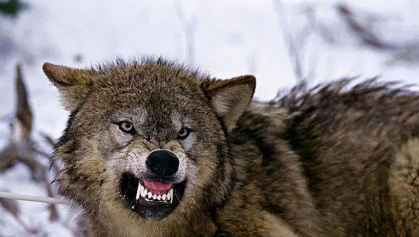 世界上体型最大的狼|品种