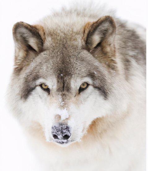 世界上体型最大的狼|品种