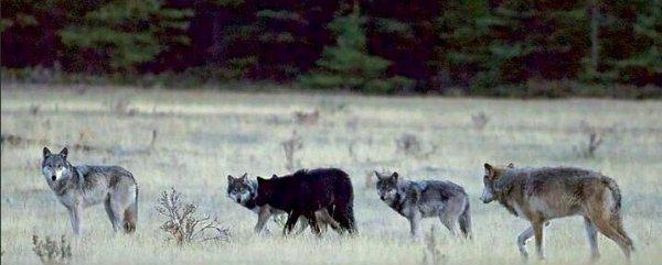 世界上体型最大的狼|品种