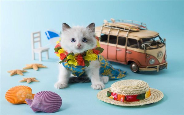 适合50-60岁加盟项目有哪些