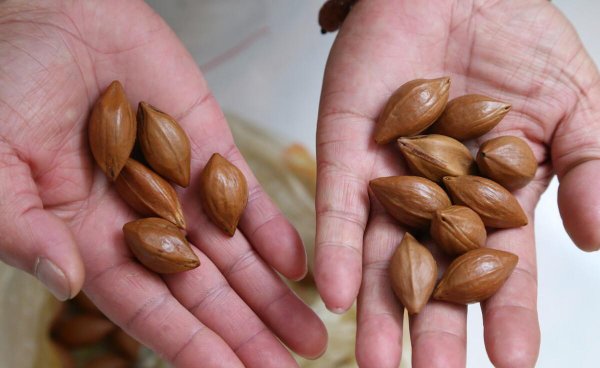 橄榄核雕手串怎么盘玩保养正确