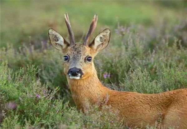 傻狍子是什么动物图片