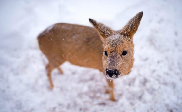 傻狍子是什么动物图片