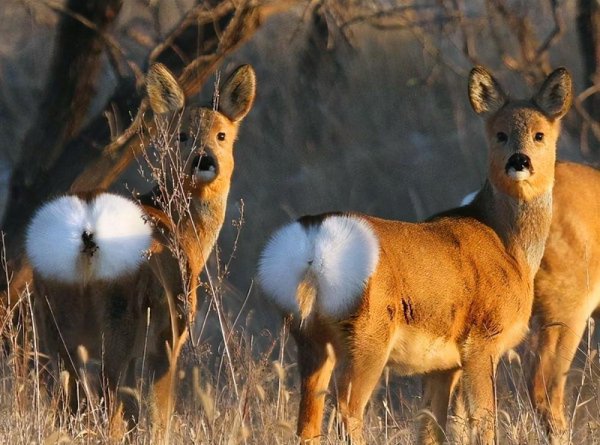 傻狍子是什么动物图片